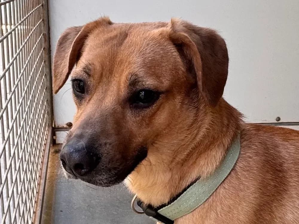 LAYA, brown female French Bulldog for adoption at SPA Aix-en-Provence, Aix — photo 2 of 2