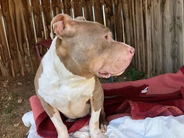 Snow, tan male American Bully for adoption at Vallerargues), Ales