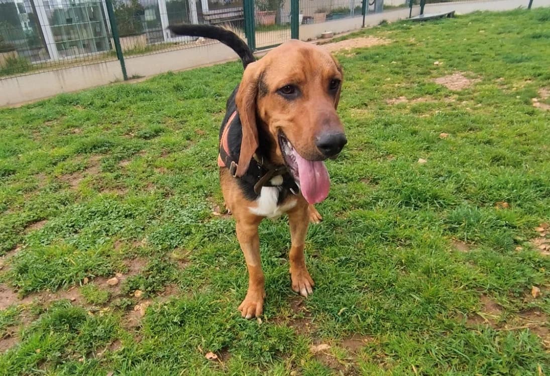 ARTHUR, male mixed breed for adoption at SPA Aix-en-Provence, Aix