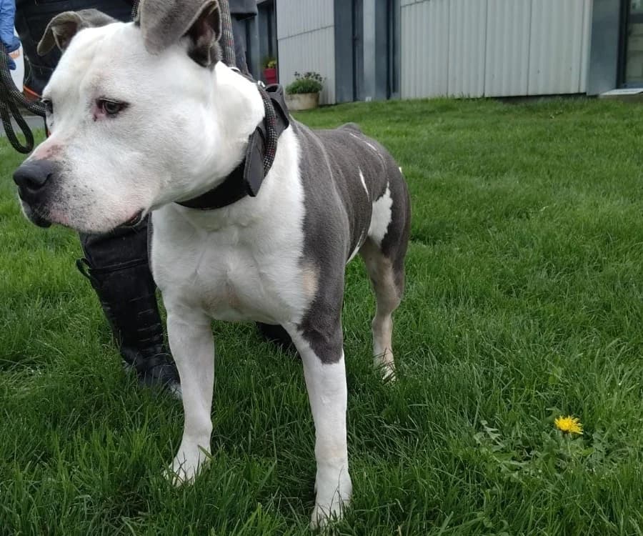 Sakho, male American Staffordshire Terrier for adoption at SPA Cholet, Cholet