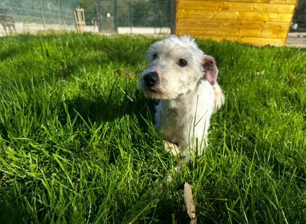 Gaby, female Bichon Frisé for adoption at SPA Draguignan (Flayosc), Draguignan
