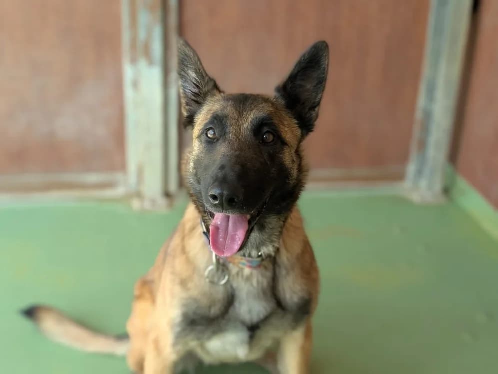 LOUNA, tan and black female Belgian Malinois for adoption at SPA Vichy (Brugheas), Vichy