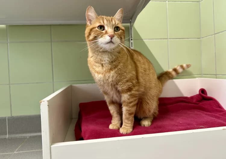 TITI, male mixed breed for adoption at Moree