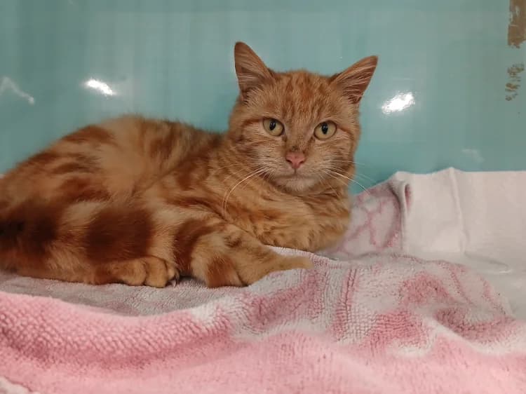 JACKPOT, male mixed breed for adoption at Moree