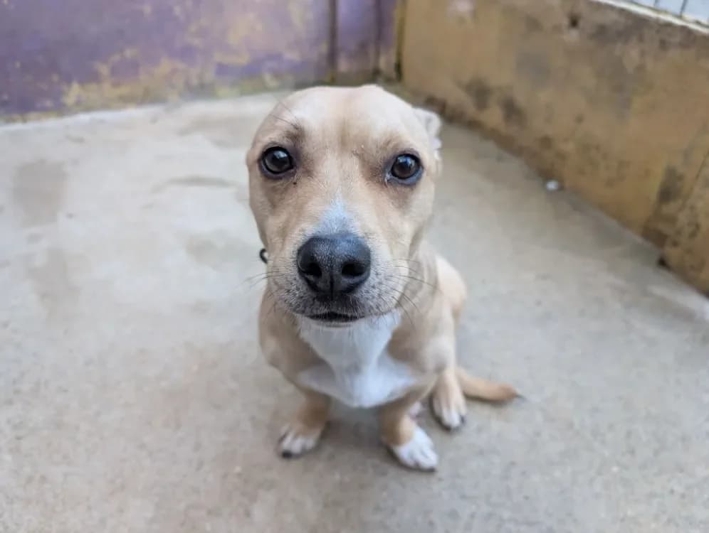 VOYOU, cream male Mixed Breed for adoption at SPA France, Paris — photo 3 of 4