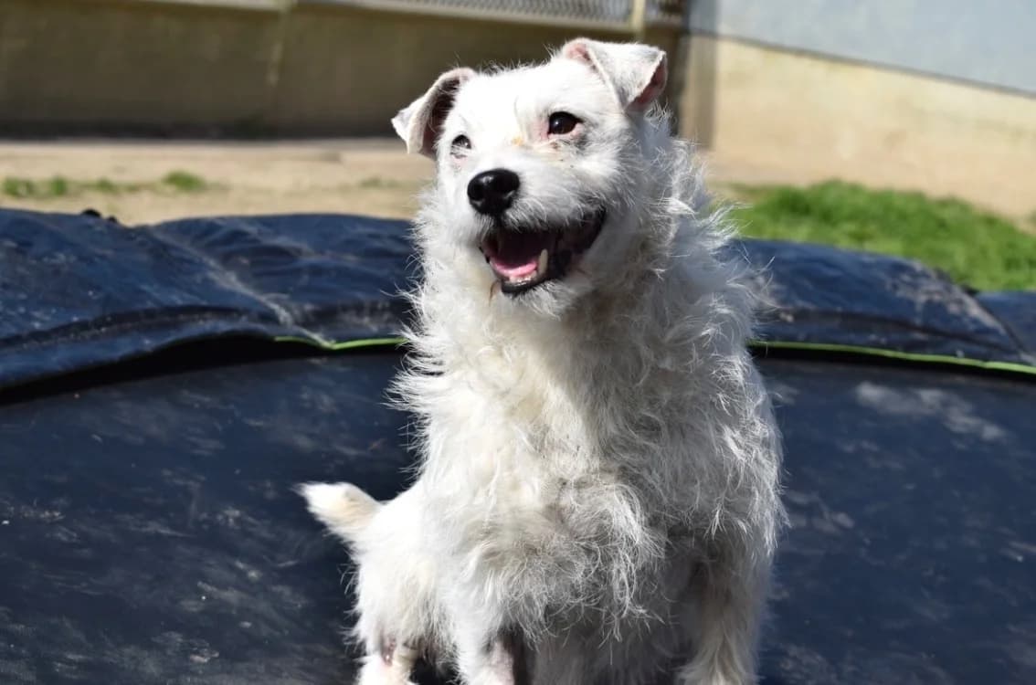 LUCKY, Jack Russell Terrier (SPA Mont-de-Marsan)