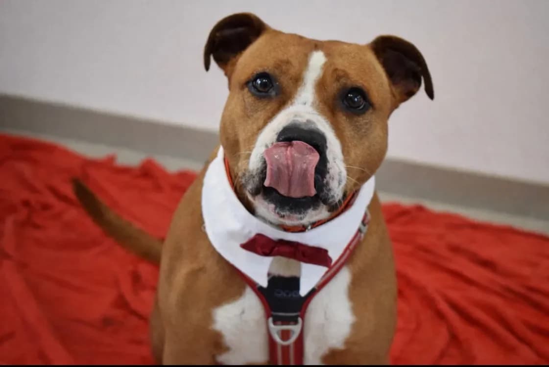 NAIJAH, female Staffordshire Bull Terrier for adoption at SPA Pornic, Pornic — photo 2 of 2