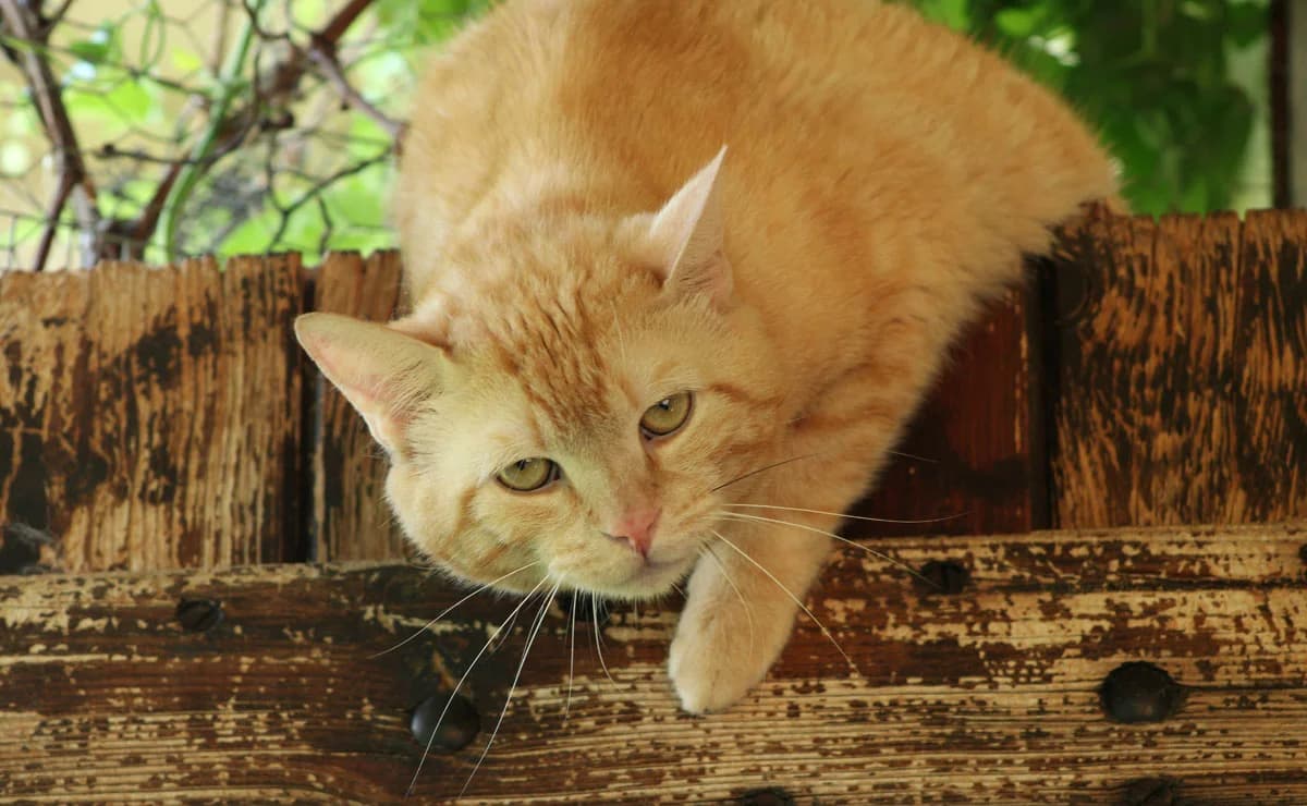 Ventricule, orange tabby male mixed breed for adoption at Bouguenais), Nantes
