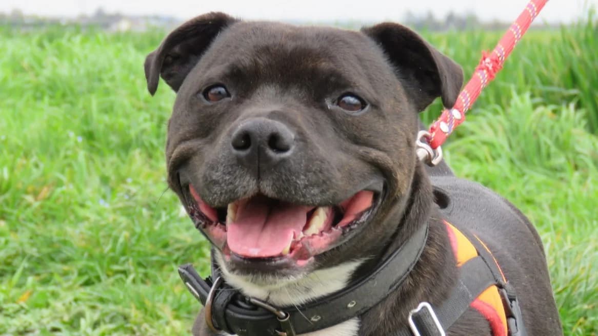 WOODY, Staffordshire Bull Terrier (SPA Vichy (Brugheas))