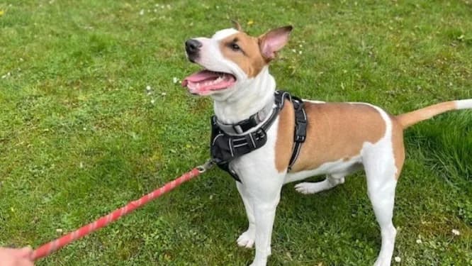 OAA19971 TANGO, male Bull Terrier for adoption at SPA Orgeval, Orgeval