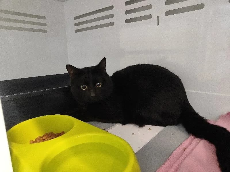 AZRAEL promis, male mixed breed for adoption at SPA La Roche-sur-Yon, Roche Sur Yon