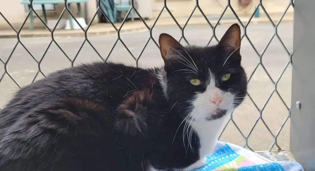 CHANCE, black female mixed breed for adoption at SPA France, Paris — photo 3 of 4
