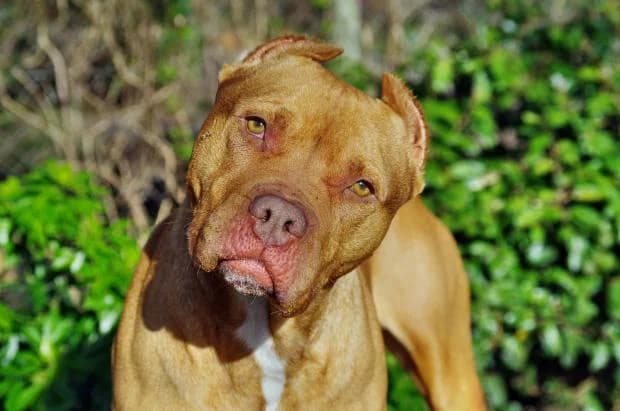 Hades, male English Bulldog for adoption at Fondation Brigitte Bardot, Paris