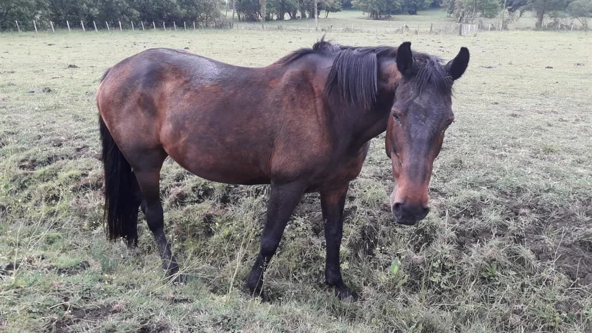 ODYSSE, female senior mixed breed for adoption at SPA Grand Refuge de Pervenchères, Pervencheres