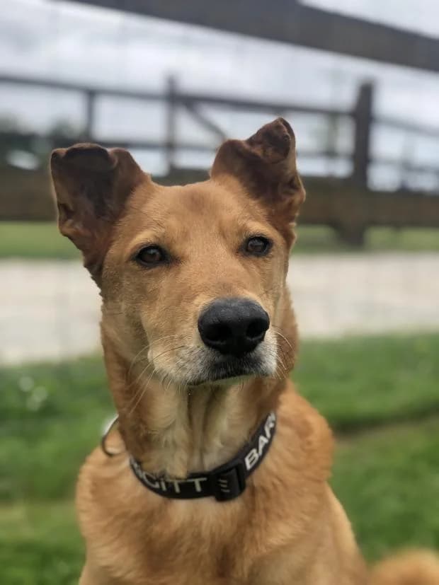 Django, male Mixed Breed for adoption at Fondation Brigitte Bardot, Paris