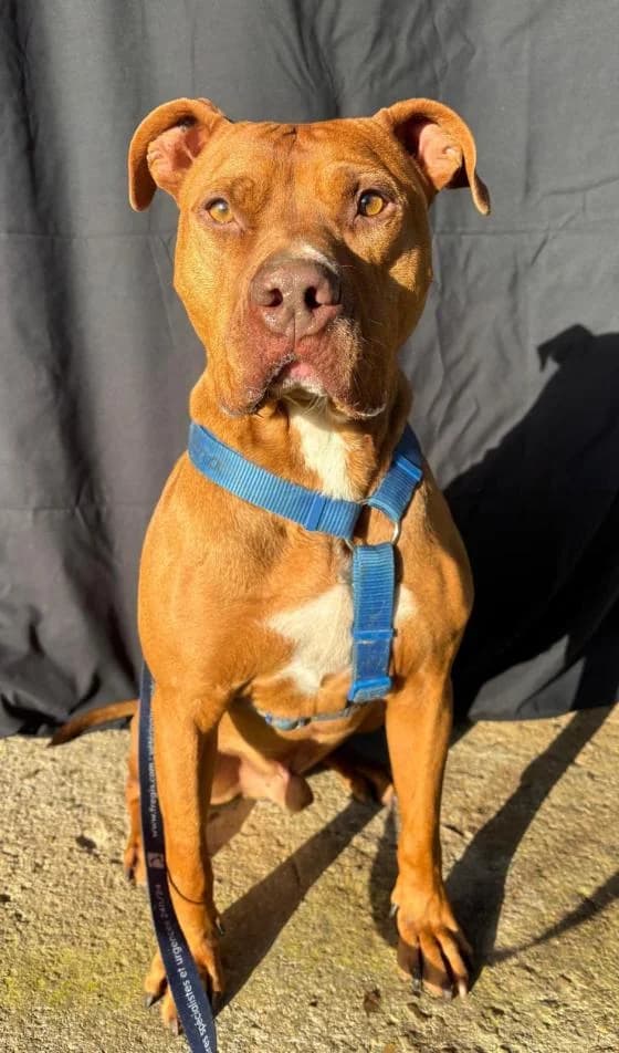 Django, Mixed Breed (Fondation Brigitte Bardot)