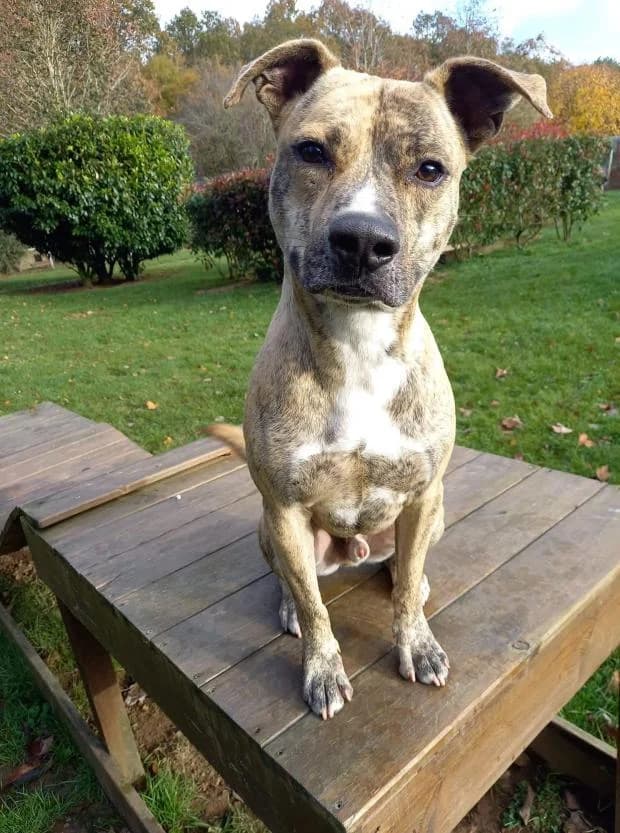 Koby, male Staffordshire Bull Terrier for adoption at Fondation Brigitte Bardot, Paris