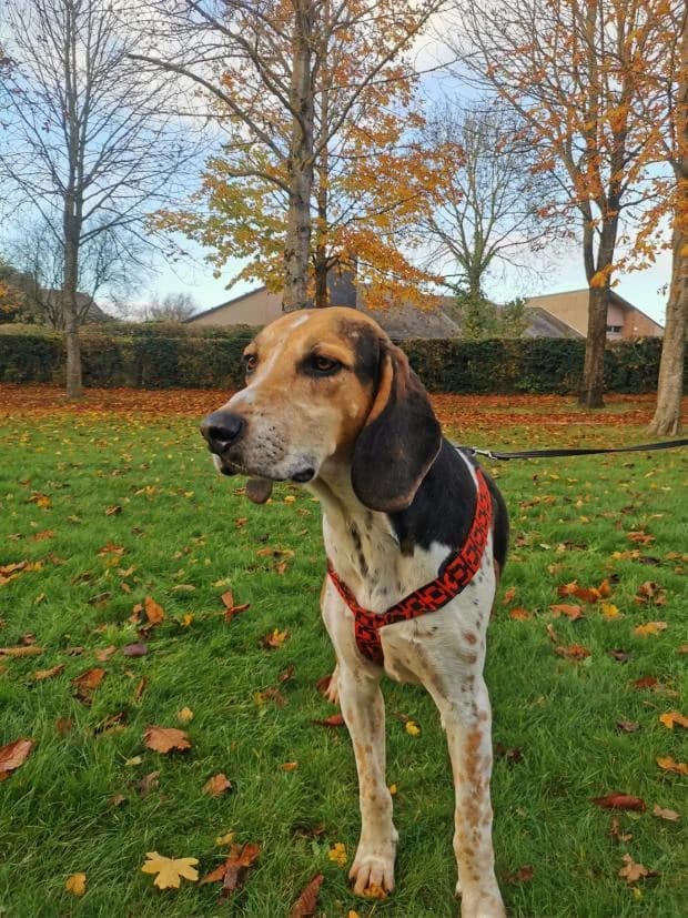 Rodger, Mixed Breed (Fondation Brigitte Bardot)