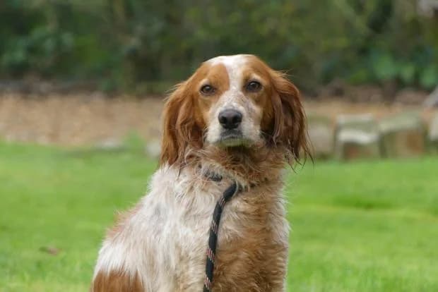 Hildegarde, Mixed Breed (Fondation Brigitte Bardot)