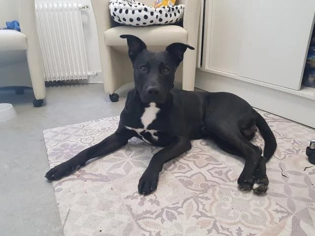 Rambo Alias Albator, Mixed Breed (Fondation Brigitte Bardot)