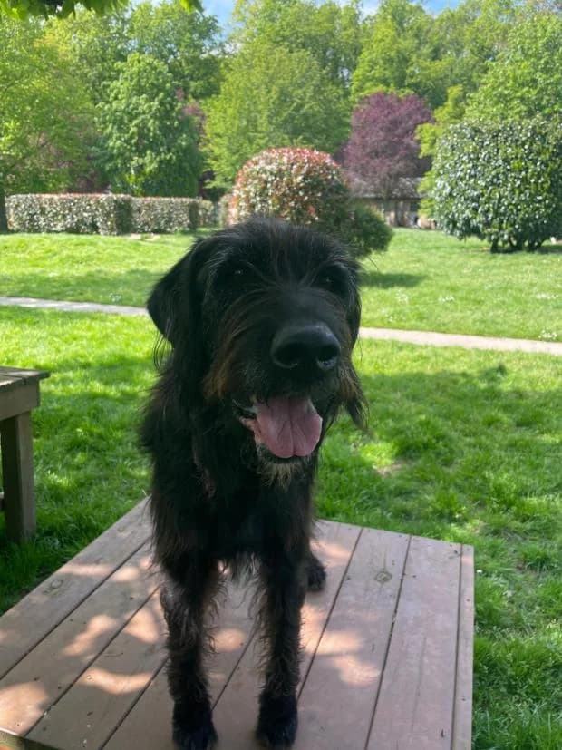 Black, Mixed Breed (Fondation Brigitte Bardot)