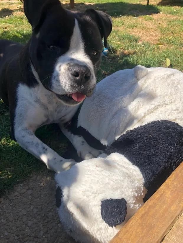 Blacky, Mixed Breed (Fondation Brigitte Bardot)