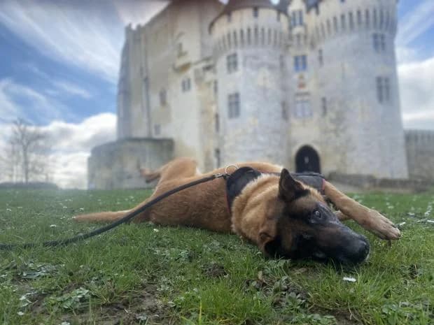 Rex, Mixed Breed (Fondation Brigitte Bardot)