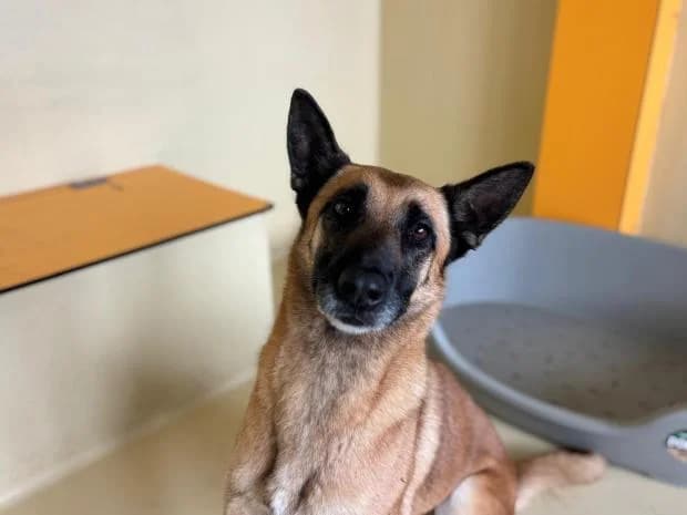 Cherry, female Mixed Breed for adoption at Fondation Brigitte Bardot, Paris