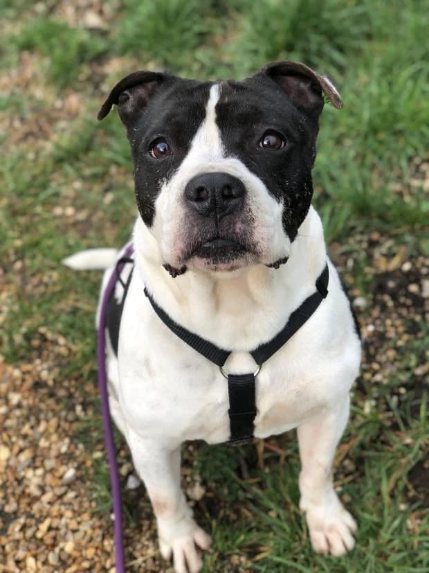 Magnum, male Mixed Breed for adoption at Fondation Brigitte Bardot, Paris