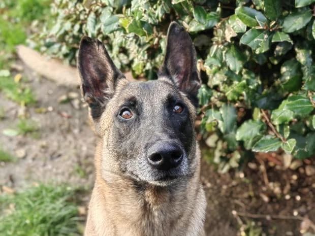 Aspen, male Mixed Breed for adoption at Fondation Brigitte Bardot, Paris