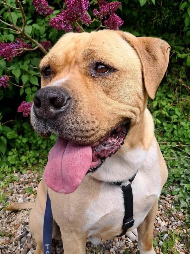 Arrow, Mixed Breed (Fondation Brigitte Bardot)