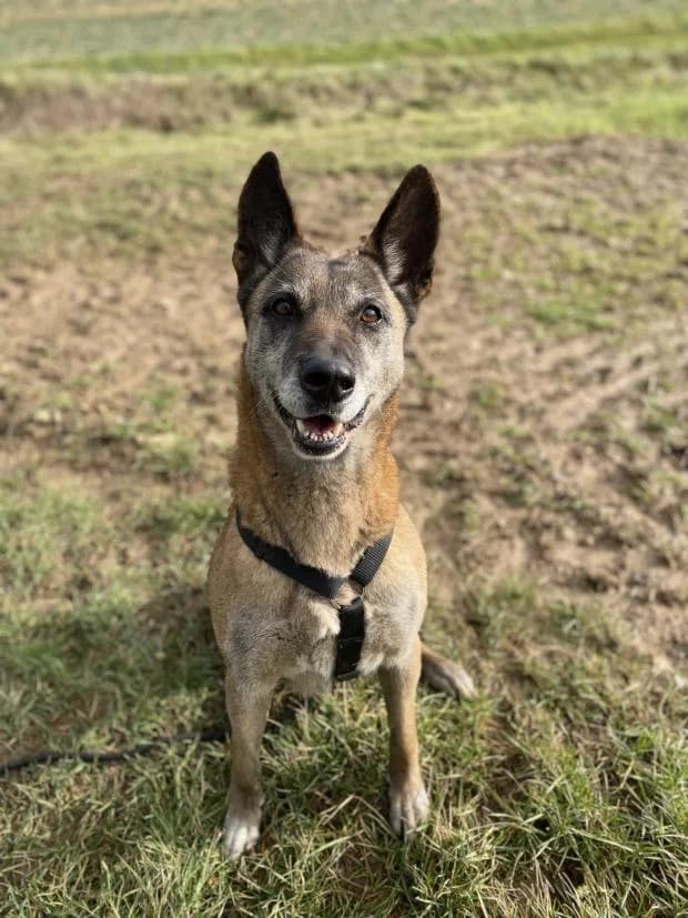Missa, female Mixed Breed for adoption at Fondation Brigitte Bardot, Paris