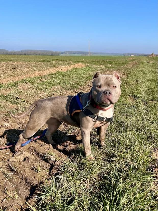 Khalis, Mixed Breed (Fondation Brigitte Bardot)