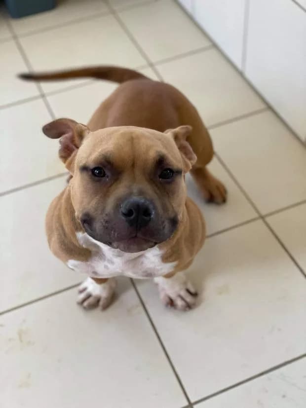 Nani Alias Eris, male Mixed Breed for adoption at Fondation Brigitte Bardot, Paris