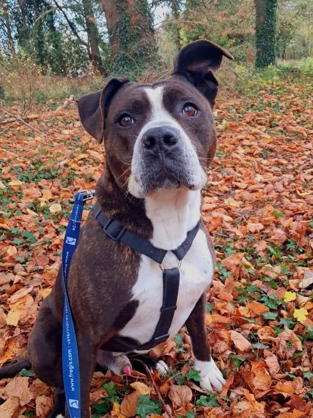 Lanzo, male Mixed Breed for adoption at Fondation Brigitte Bardot, Paris