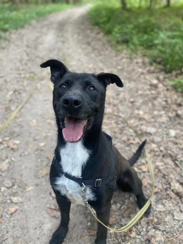 Lacky, Mixed Breed (Fondation Brigitte Bardot)