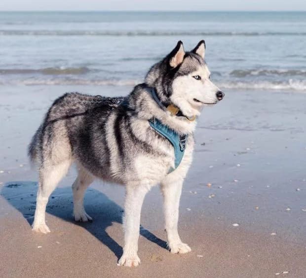 Kiara, Mixed Breed (Fondation Brigitte Bardot)