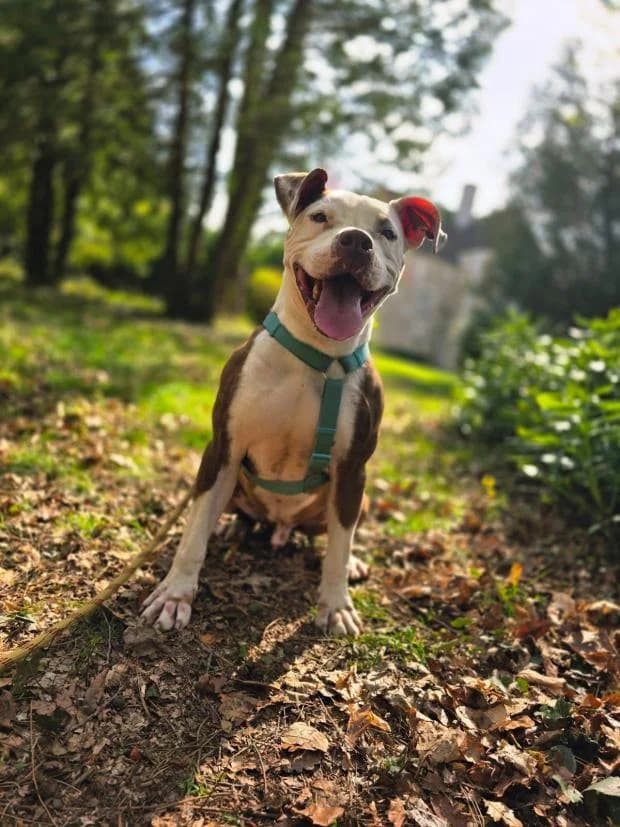 Attila, Mixed Breed (Fondation Brigitte Bardot)