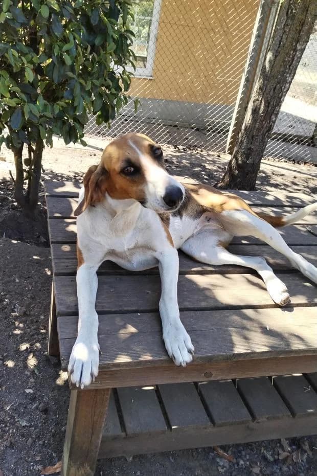 Rafale, Mixed Breed (Fondation Brigitte Bardot)