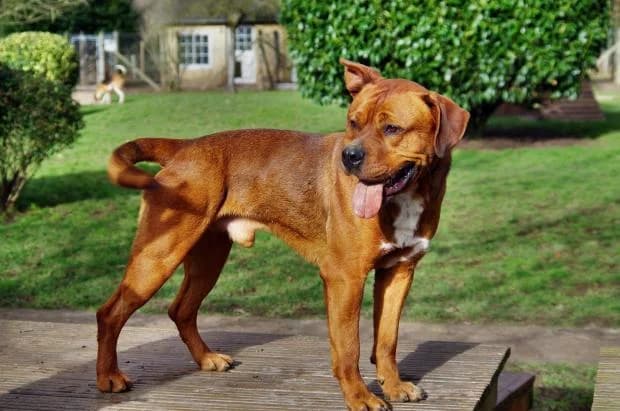 Tyson, male Mixed Breed for adoption at Fondation Brigitte Bardot, Paris