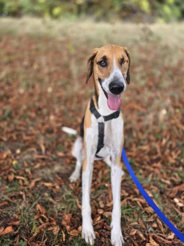 Gin, Mixed Breed (Fondation Brigitte Bardot)