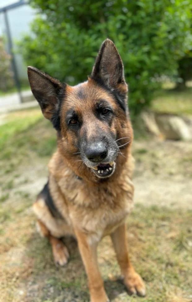 Krystalle, Mixed Breed (Fondation Brigitte Bardot)