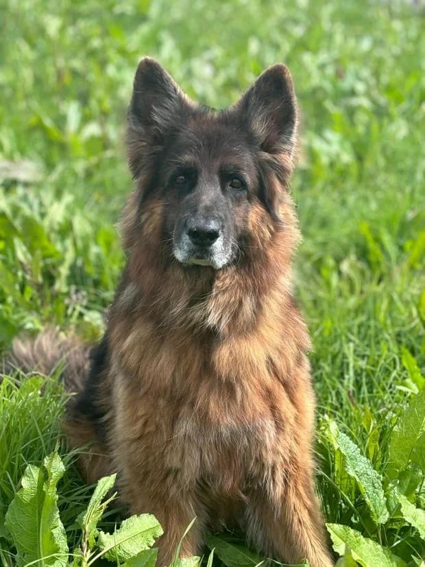 Jeronimo, male German Shepherd for adoption at Fondation Brigitte Bardot, Paris