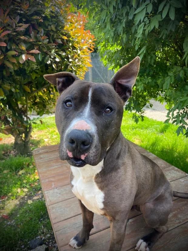 Dobby, male Mixed Breed for adoption at Fondation Brigitte Bardot, Paris