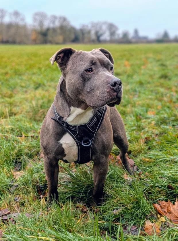 Thanos, Mixed Breed (Fondation Brigitte Bardot)