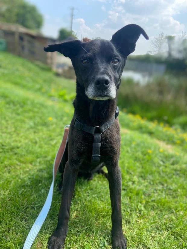 Horton, Mixed Breed (Fondation Brigitte Bardot)