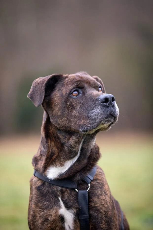 Capitaine, male Cane Corso for adoption at Fondation Brigitte Bardot, Paris