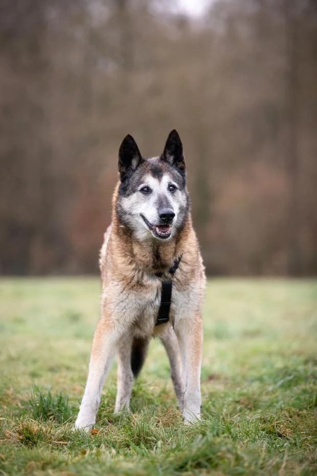 Gandja, Mixed Breed (Fondation Brigitte Bardot)