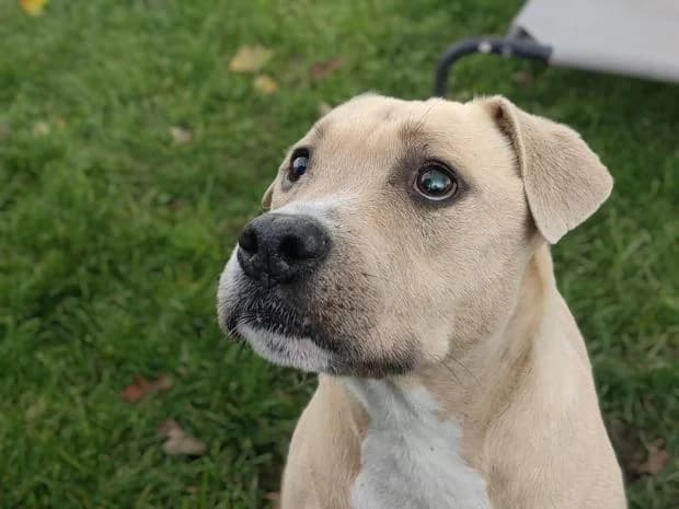 Siai Alias L'Prisca, Mixed Breed (Fondation Brigitte Bardot)