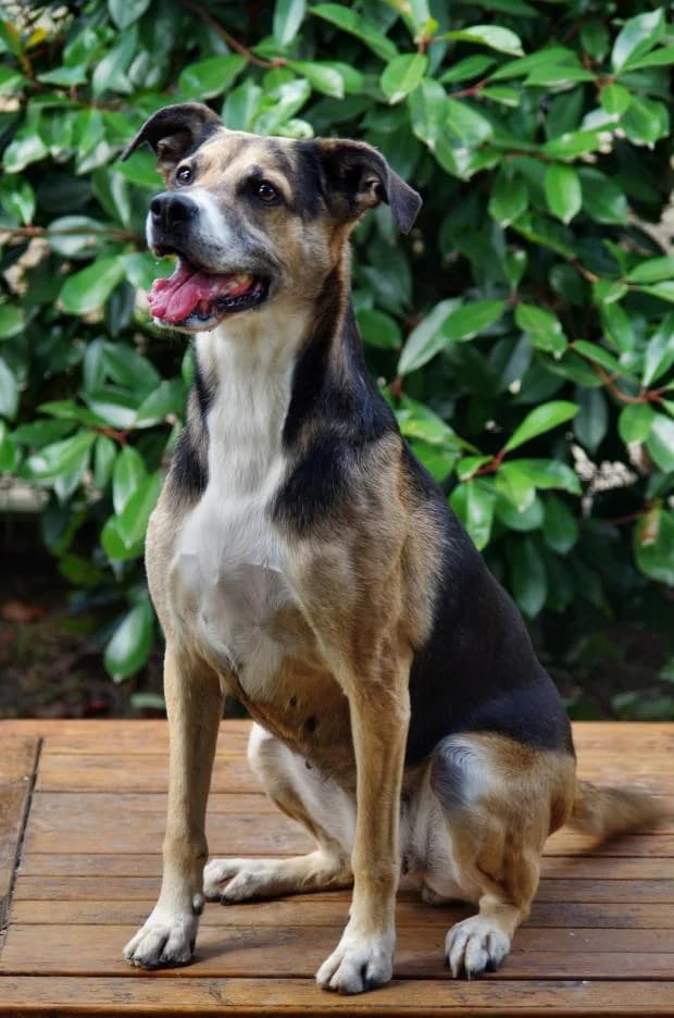 Summer, Mixed Breed (Fondation Brigitte Bardot)